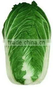 Chinese Cabbage thumbnail-1