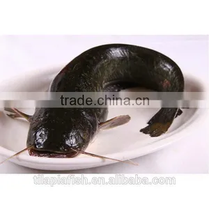 Welcome Catfish Buyer thumbnail-1