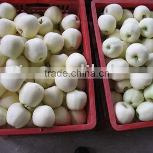 Golden Apples thumbnail-1