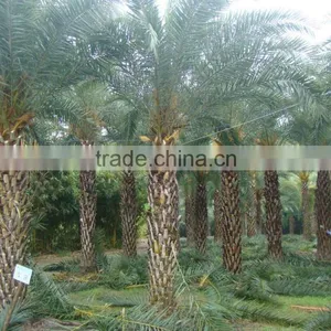 Hot Wholesale Outdoor Ornamental Decrotive Landscaping Phoenix Sylvestris Palm Trees Plants thumbnail-4