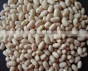 White Kidney Bean thumbnail-1
