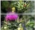 Silybin Powder Extract thumbnail-1