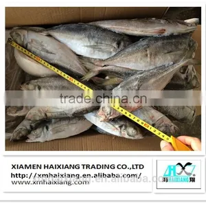 Frozen Whole IQF Tilapia Fish Farms in China thumbnail-3