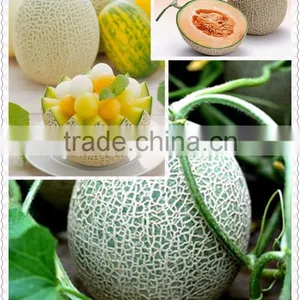 1-Methylcyclopropene Slow Down the Ripening Speed of Fruits thumbnail-5