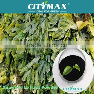 100% Soluble Ascophyllum Organic Seaweed thumbnail-1