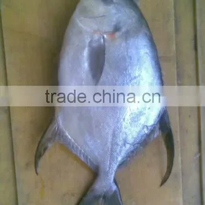 Frozen Butter Fish Whole Round thumbnail-2