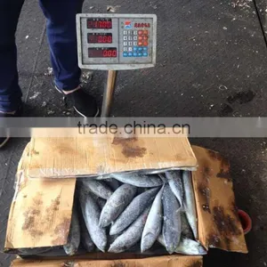 Frozen Sea Frozen Bonito With Cheap Price thumbnail-1
