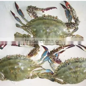 Seafood and Qualtiy King Crabs thumbnail-1