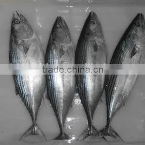 Euthynnus Lineatus Skipjack Tuna Whole Round 1.8kg+ thumbnail-3