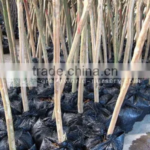 Lagerstroemia Indica Packed for Loading thumbnail-1