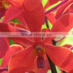 Fresh Cut Orchids, Mokara Orchids, Fresh Cut Stem thumbnail-1