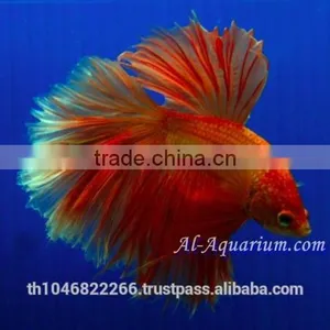 Halfmoon Betta Fish Farm For Sale and Export / Ornamental Fish Thailand thumbnail-3