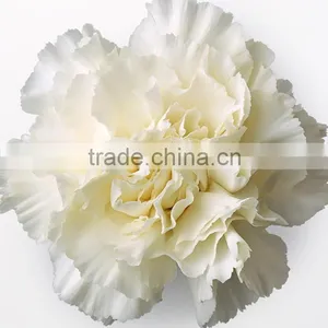 Best Quality Snow White Carnation Flowers Export thumbnail-6