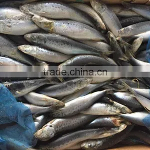 Frozen Whole Round Sardine 10-12pcs/kg for Market thumbnail-3