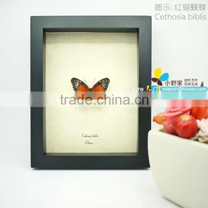 FOUSEN(017) Nature& Art Natural Species Gifts and Crafts for Decoration thumbnail-1