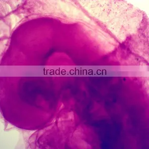 50pcs Box Chick Embryo Prepared Microscope Slides thumbnail-2