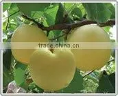 New Fresh Gong Pear 2015 thumbnail-5