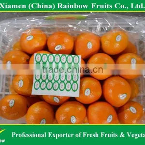 Fresh Mandarin Orange Navel Orange thumbnail-6