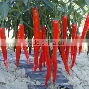 Hot Sale Hybrid High Yield Chili Pepper Seeds-Xian Yan No.9 thumbnail-2