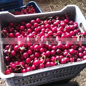 Fresh Cherries thumbnail-3