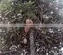 ALLANBLACKIA FLORIBUNDA thumbnail-1