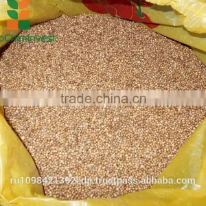 CORIANDER thumbnail-5