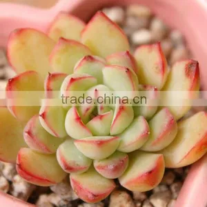 Horticultural Grade Diatomaceous Earth Potting Soil and Hydroponic Growing Medium thumbnail-6