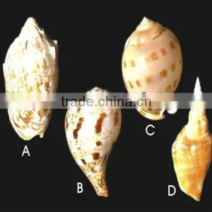 Nature Aquarium Decorative Seashell thumbnail-1