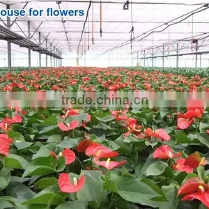 600w Double Chips LED Grow Light Full Specturm for Greenhouse and Indoor Plant Flowering Growing (5w Leds) thumbnail-6