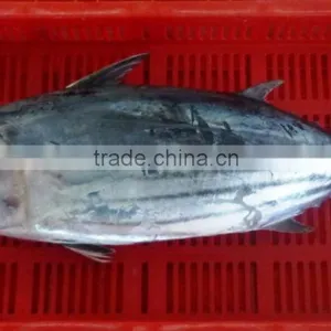 Frozen Skipjack Tuna thumbnail-1