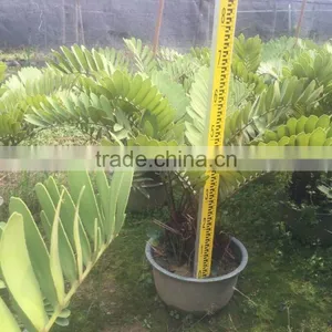 Zamia Furfuracea Bonsai Dia 8-20cm thumbnail-3