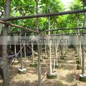 Spathodea Campanulata Tropical Flower Tree thumbnail-1