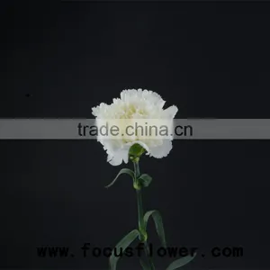 Fragrant Aroma Crazy Selling Anthurium Flowers Flower Pots Wholesale Snow White for Wedding Decoration From Kunming thumbnail-6