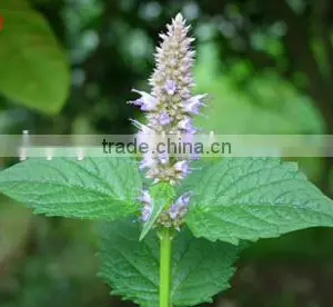 Wholesale Suppliers of Pure Patchouli Essential Oil Herb Oil thumbnail-2