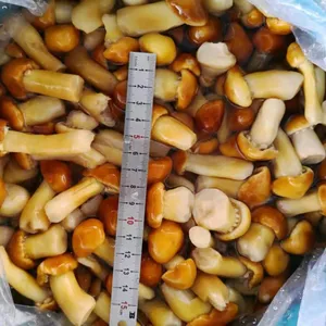 Stropharia in Brine thumbnail-1