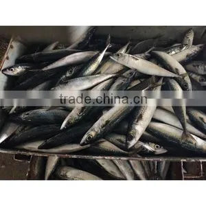 Whole Pacific Macherel thumbnail-5