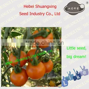 SXTS No.321 Chinese Orange Tomato Seeds thumbnail-1