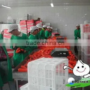 Fresh Carrot In Organic Vegetables,Wholesale Carrots thumbnail-3