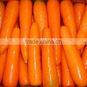 Chinese Fresh Carot of 2016 Crop thumbnail-3