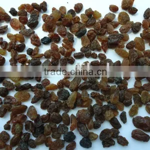 Sultana Raisin thumbnail-1