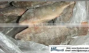 WR New Tilapia Whole Round thumbnail-1