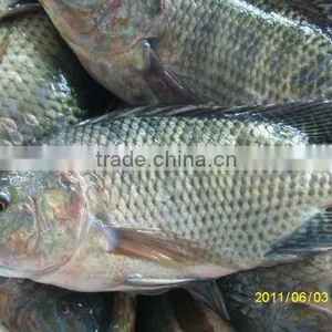 Frozen Tilapia Seafood Fish thumbnail-1