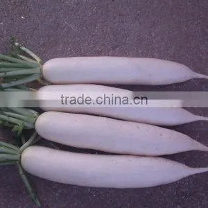 New Seasonal Fresh Radish thumbnail-1