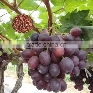 2016 High Germination Rate Big Delicious Grape Seeds for Sale thumbnail-1