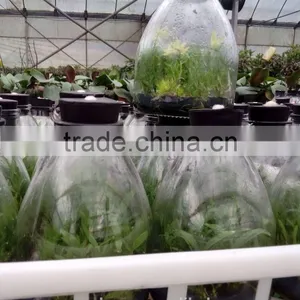 Dendrobium Offcinale Flask thumbnail-1