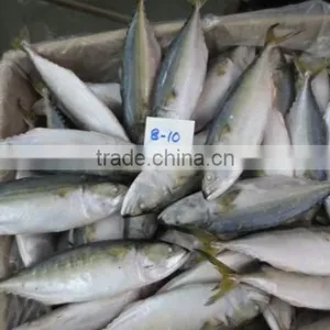 Frozen Indian Mackerel thumbnail-1