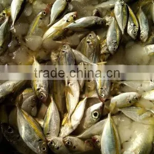 Sea Fish of Horse Mackerel thumbnail-4