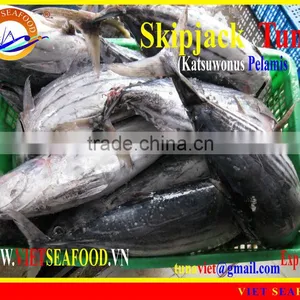 FROZEN WHOLE ROUND SKIPJACK TUNA thumbnail-1