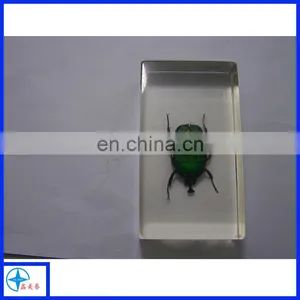 Transparent Resin With Sect Product thumbnail-1