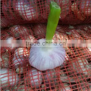 5.0cm Fresh Normal White Garlic for Sale thumbnail-3